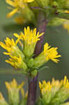 Roan Mountain goldenrod